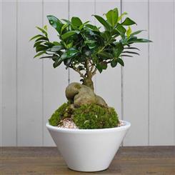 Bonsai Tree